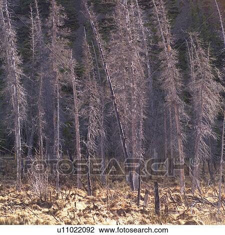 Stock Image - Dead trees in forest. Fotosearch