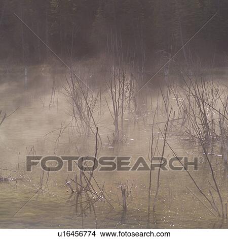 Dead trees in water View Large Photo Image Picture - Dead trees in water. Fotosearch
