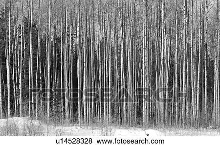 Stock Photo - Forest in winter in Northern Alberta. Fotosearch