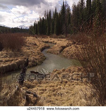 Landscape of Jasper Alberta View Large Photo Image Stock Photo - Landscape of Jasper Alberta. Fotosearch