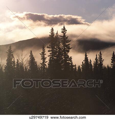 Stock Photo - Silhouette of trees. Fotosearch