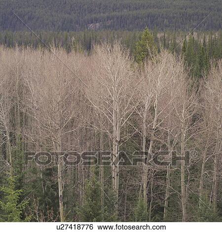 Stock Photograph - Trees in a forest. Fotosearch