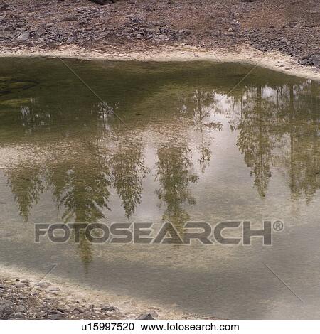 Trees Reflected in water View Large Photo Image Stock Image - Trees Reflected in water. Fotosearch