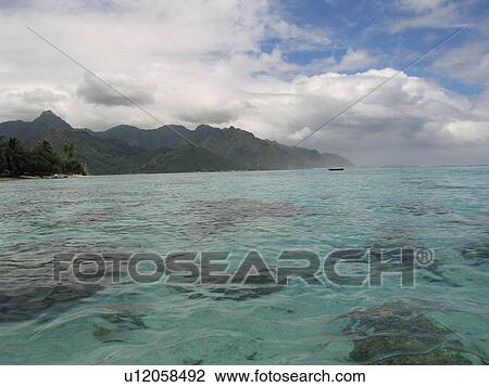 Corals seen under clear and shallow water, Moorea, Tahiti, French Polynesia, South Pacific View Large Photo Image Stock Image - Corals seen under clear and shallow water, Moorea, Tahiti, French Polynesia, South Pacific. Fotosearch