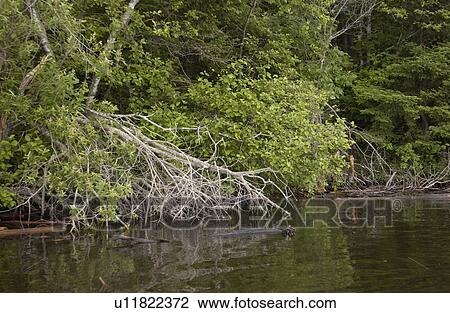 Lake Photography View Large Photo Image Stock Image - Lake Photography. Fotosearch