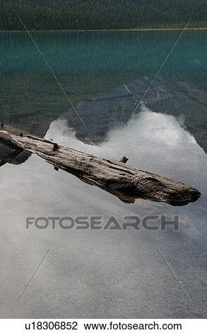 Stock Image - Log floating on a lake, Rocky Mountains, Canada. Fotosearch