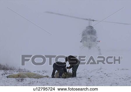 Picture - Churchill Northern Manitoba Helicopter and Polar Bear. Fotosearch