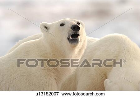 Churchill Northern Manitoba town and surroundings Polar Bear View Large Photo Image Stock Photo - Churchill Northern Manitoba town and surroundings Polar Bear. Fotosearch