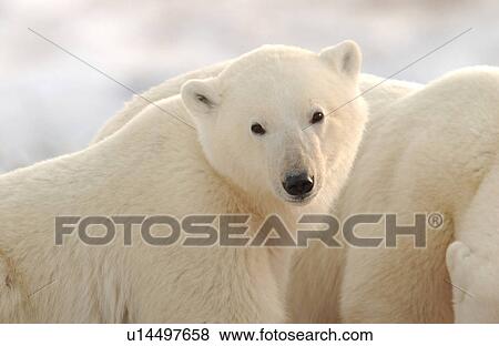 Churchill Northern Manitoba town and surroundings Polar Bear View Large Photo Image Stock Photo - Churchill Northern Manitoba town and surroundings Polar Bear. Fotosearch
