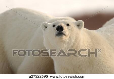 Churchill Northern Manitoba town and surroundings Polar Bear View Large Photo Image Stock Photography - Churchill Northern Manitoba town and surroundings Polar Bear. Fotosearch
