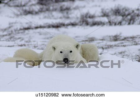 Stock Image - Mother with Polar Bear Cub at Churchill Manitoba. Fotosearch