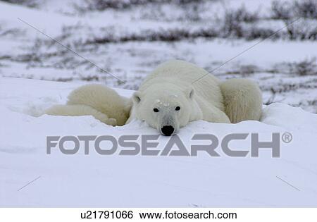 Stock Photograph - Mother with Polar Bear Cub at Churchill Manitoba. Fotosearch