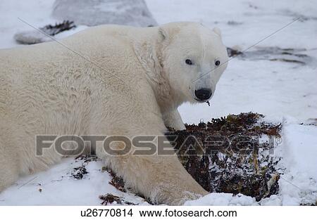 Polar Bears - Churchill Manitoba View Large Photo Image Picture - Polar Bears - Churchill Manitoba. Fotosearch