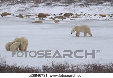 Stock Image - Polar Bears - Churchill Manitoba. Fotosearch