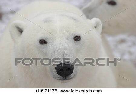 Stock Photograph - Polar Bears - Churchill Manitoba. Fotosearch