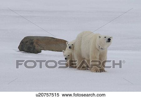 Stock Photography - Polar Bears - Churchill Manitoba. Fotosearch
