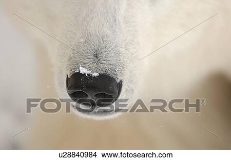 Polar Bears in Churchill Manitoba Canada North View Large Photo Image Picture - Polar Bears in Churchill Manitoba Canada North. Fotosearch