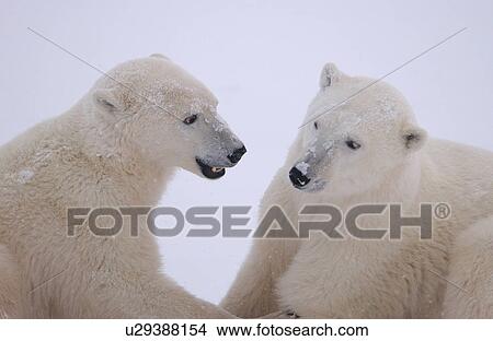 Polar Bears in Churchill Manitoba Canada North View Large Photo Image Picture - Polar Bears in Churchill Manitoba Canada North. Fotosearch