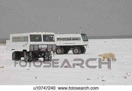 Stock Image - Polar Bears in Churchill Manitoba Canada North. Fotosearch