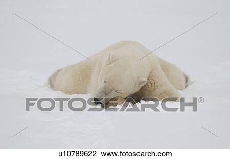 Polar Bears in Churchill Manitoba Canada North View Large Photo Image Stock Image - Polar Bears in Churchill Manitoba Canada North. Fotosearch