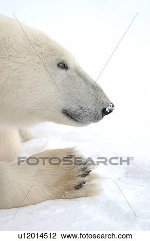Stock Image - Polar Bears in Churchill Manitoba Canada North. Fotosearch
