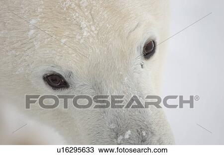 Stock Image - Polar Bears in Churchill Manitoba Canada North. Fotosearch
