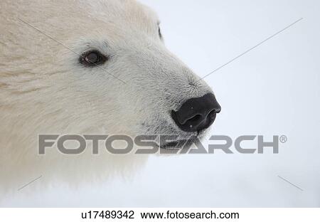 Stock Image - Polar Bears in Churchill Manitoba - Canada North. Fotosearch