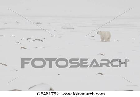 Stock Image - Polar Bears in Churchill Manitoba Canada North. Fotosearch