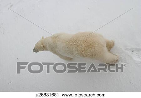Polar Bears in Churchill Manitoba Canada North View Large Photo Image Stock Image - Polar Bears in Churchill Manitoba Canada North. Fotosearch