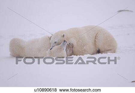 Polar Bears in Churchill Manitoba Canada North View Large Photo Image Stock Photo - Polar Bears in Churchill Manitoba Canada North. Fotosearch
