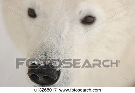 Polar Bears in Churchill Manitoba Canada North View Large Photo Image Stock Photo - Polar Bears in Churchill Manitoba Canada North. Fotosearch