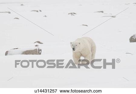 Stock Photo - Polar Bears in Churchill Manitoba Canada North. Fotosearch