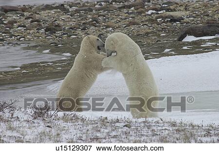 Polar Bears in Churchill Manitoba View Large Photo Image Stock Photo - Polar Bears in Churchill Manitoba. Fotosearch
