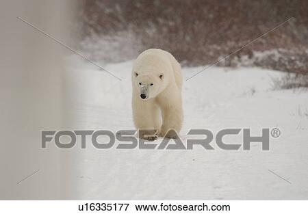 Stock Photo - Polar Bears in Churchill Manitoba Canada North. Fotosearch