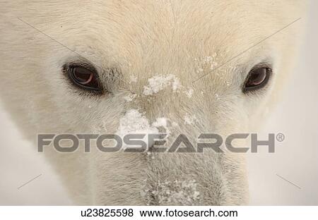 Stock Photo - Polar Bears in Churchill Manitoba Canada North. Fotosearch