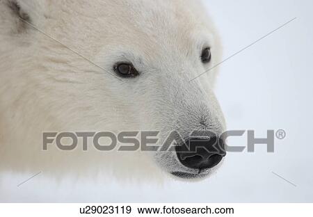 Stock Photo - Polar Bears in Churchill Manitoba - Canada North. Fotosearch