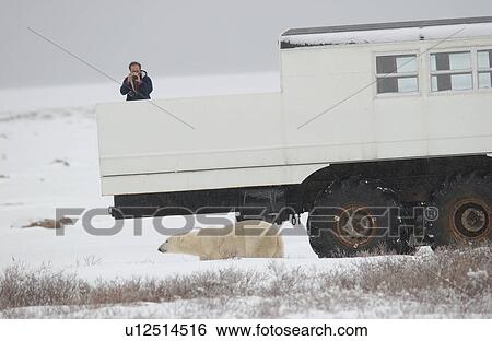 Stock Photograph - Polar Bears in Churchill Manitoba Canada North. Fotosearch