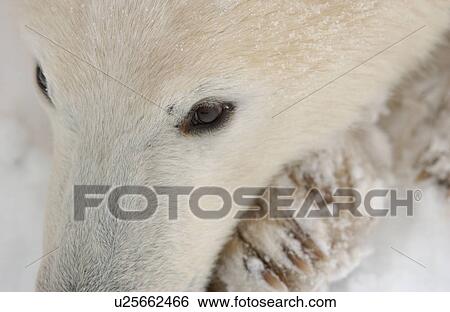 Stock Photograph - Polar Bears in Churchill Manitoba Canada North. Fotosearch