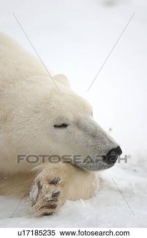 Polar Bears in Churchill Manitoba Canada North View Large Photo Image Stock Photography - Polar Bears in Churchill Manitoba Canada North. Fotosearch