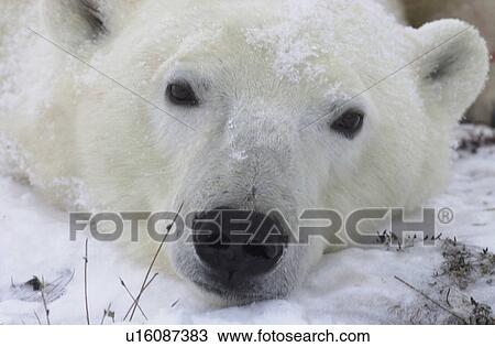 Stock Image - Churchill Northern Manitoba Helicopter and Polar Bear. Fotosearch