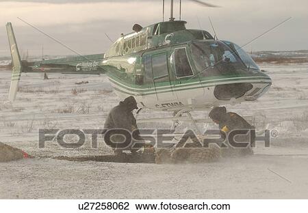 Stock Image - Churchill Northern Manitoba Helicopter and Polar Bear. Fotosearch