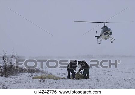 Churchill Northern Manitoba Helicopter and Polar Bear View Large Photo Image Stock Photograph - Churchill Northern Manitoba Helicopter and Polar Bear. Fotosearch