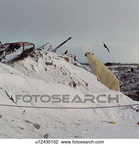 Churchill Northern Manitoba Polar Bear in garbage dump View Large Photo Image Stock Image - Churchill Northern Manitoba Polar Bear in garbage dump. Fotosearch