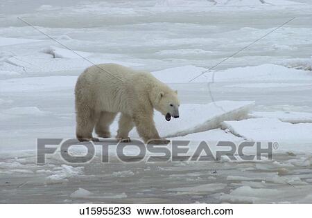 Stock Image - Churchill Northern Manitoba Polar Bear. Fotosearch