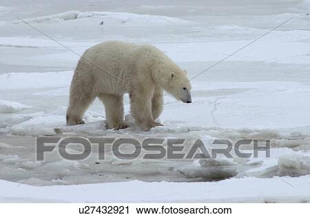 Churchill Northern Manitoba Polar Bear View Large Photo Image Stock Image - Churchill Northern Manitoba Polar Bear. Fotosearch
