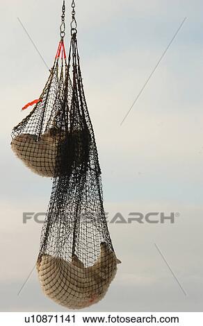 Stock Image - Churchill Northern Manitoba Polars Bear in Nets. Fotosearch