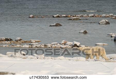 Stock Image - Churchill Northern Manitoba town and surroundings Polar Bear. Fotosearch