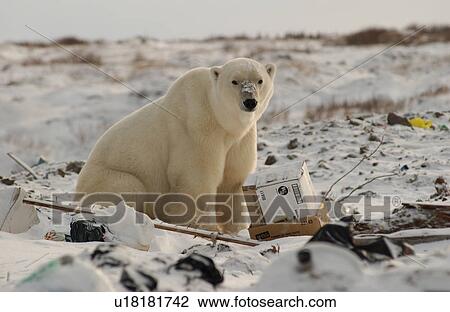 Stock Image - Churchill Northern Manitoba town and surroundings Polar Bear in Garbage. Fotosearch