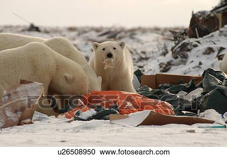 Churchill Northern Manitoba town and surroundings Polar Bear in Garbage View Large Photo Image Stock Image - Churchill Northern Manitoba town and surroundings Polar Bear in Garbage. Fotosearch