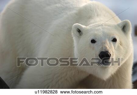 Churchill Northern Manitoba town and surroundings Polar Bear View Large Photo Image Stock Photo - Churchill Northern Manitoba town and surroundings Polar Bear. Fotosearch